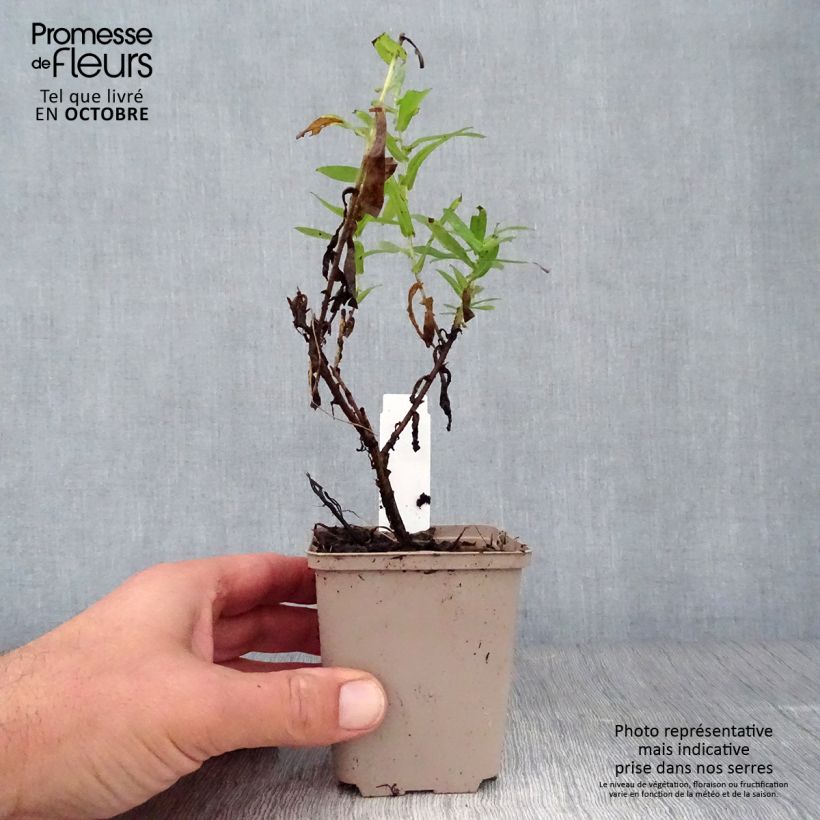 Aster novae-angliae Guido en Gezelle 8/9 cm pot sample as delivered in autumn