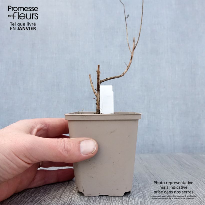 Aster novae-angliae Guido en Gezelle 8/9 cm pot sample as delivered in winter