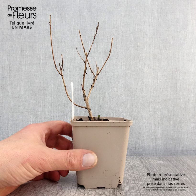 Aster novae-angliae Guido en Gezelle 8/9 cm pot sample as delivered in spring