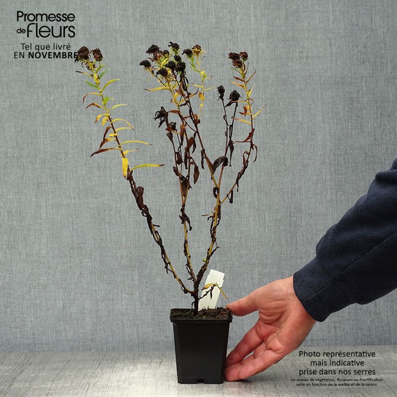 Aster novae-angliae Herbstschnee 8/9 cm pot sample as delivered in autumn