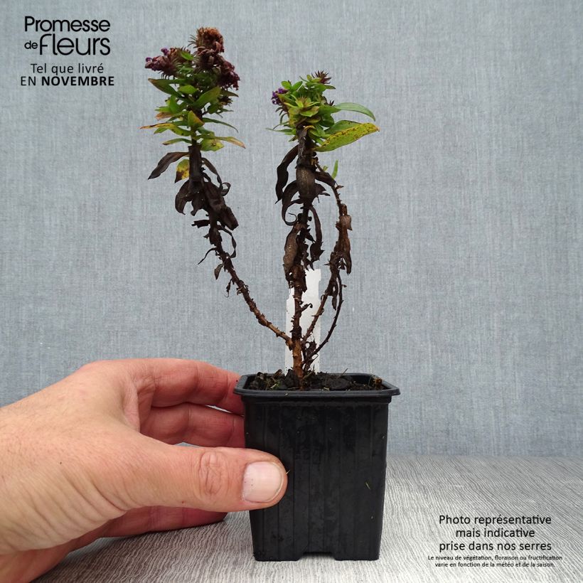 Aster novae-angliae Purple Dome 8/9 cm pot sample as delivered in autumn