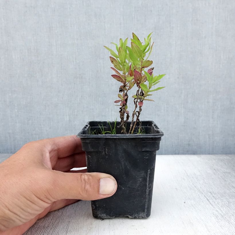 Aster novae-angliae Septemberrubin 7/8 cm pot sample as delivered in summer