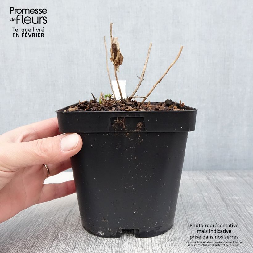 Aster novae-angliae Septemberrubin 2L/3L pot sample as delivered in winter