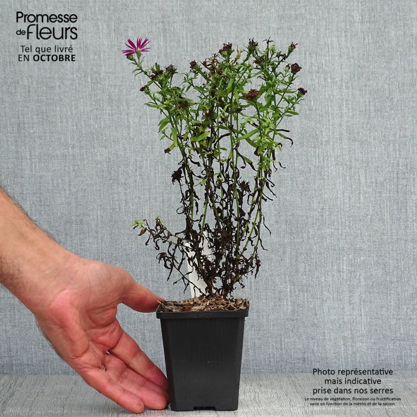 Aster novi-belgii Crimson Brocade 8/9 cm pot sample as delivered in autumn