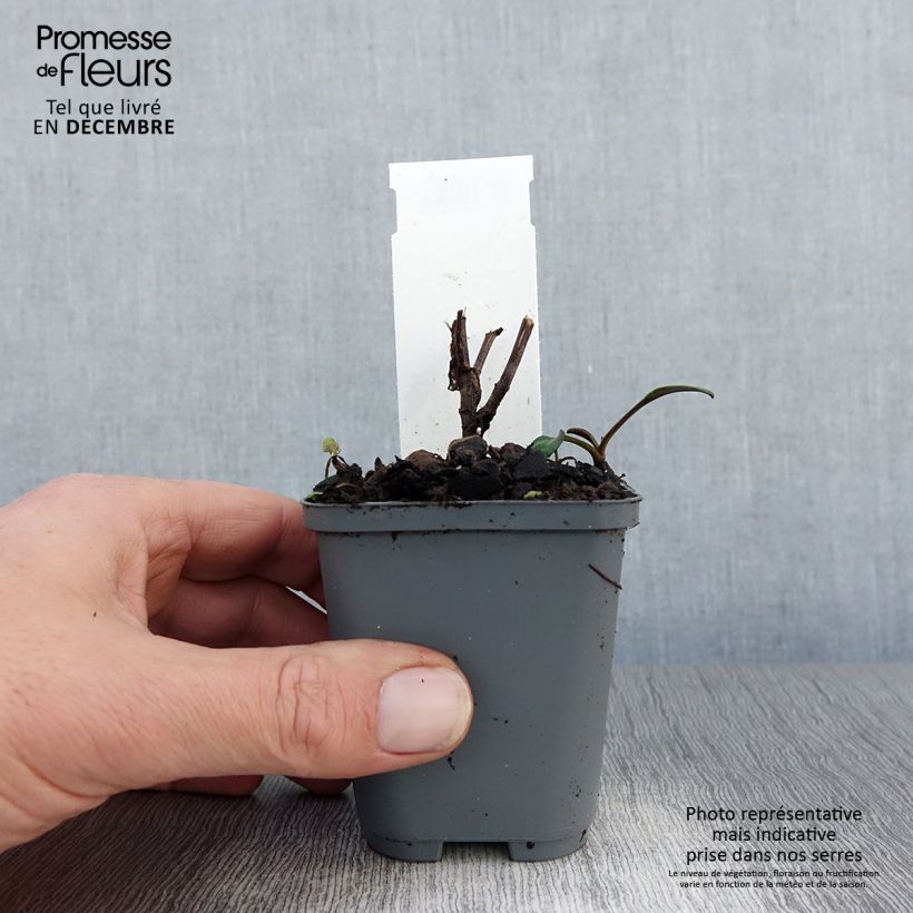 Aster novi-belgii Eventide 7/8 cm pot sample as delivered in winter