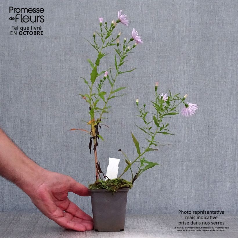 Aster novi-belgii Fellowship 8/9 cm pot sample as delivered in autumn