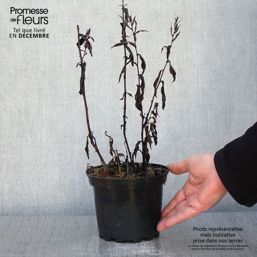Aster novi-belgii Fellowship 2L/3L pot sample as delivered in autumn