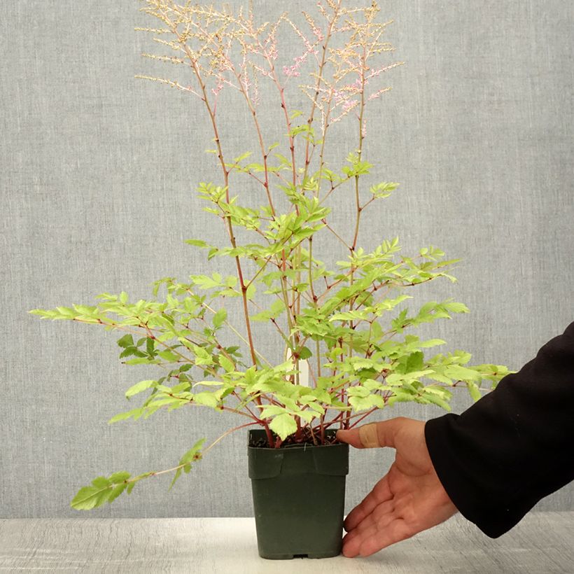 Aster novi-belgii Flamingo 8/9 cm pot sample as delivered in summer