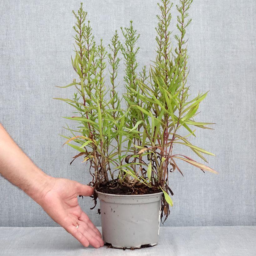 Aster novi-belgii Karmin Kuppel 2L/3L pot sample as delivered in summer