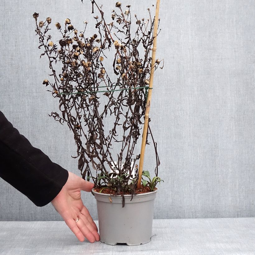 Aster novi-belgii Marie Ballard 2L/3L pot sample as delivered in winter