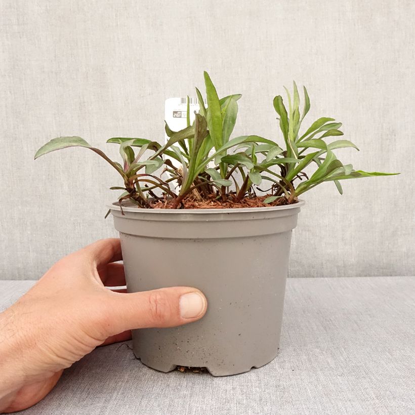 Aster novi-belgii Marie Ballard 2L/3L pot sample as delivered in spring