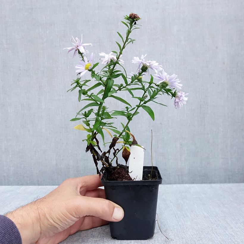 Aster novi-belgii Porzellan 8/9 cm pot sample as delivered in autumn
