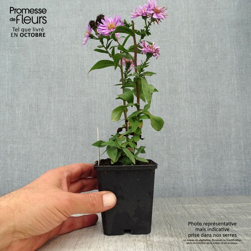 Aster novi-belgii Sarah Ballard 8/9 cm pot sample as delivered in autumn