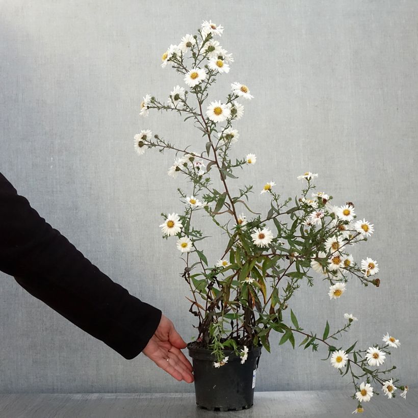 Aster novi-belgii White Ladies 2L/3L pot sample as delivered in autumn