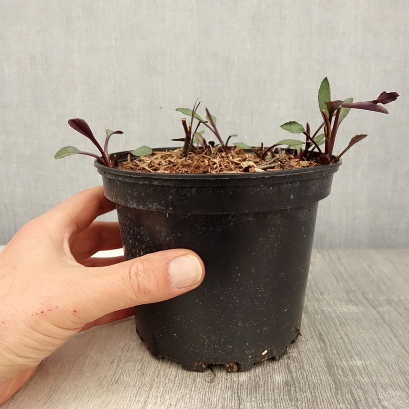 Aster novi-belgii White Ladies 2L/3L pot sample as delivered in spring