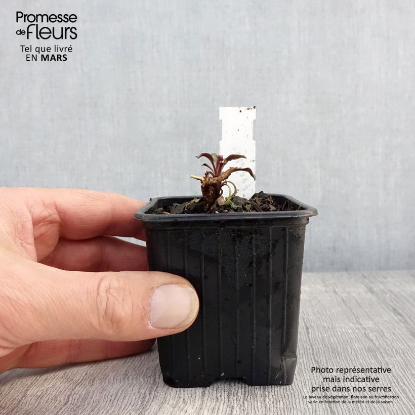 Aster oblongifolius October Skies 8/9 cm pot sample as delivered in spring