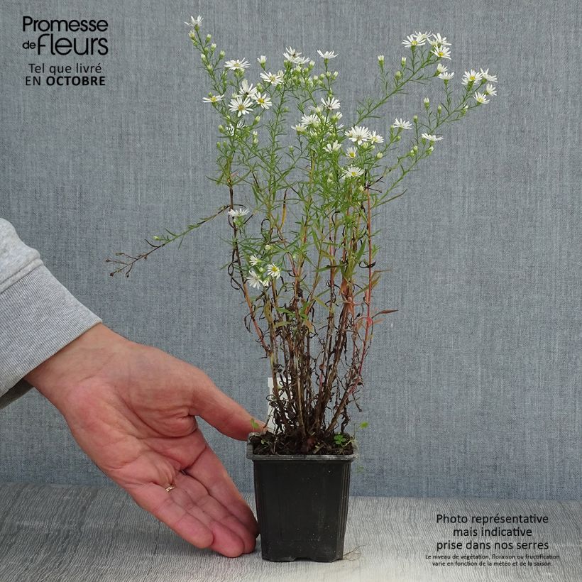 Aster pringlei Monte Cassino 8/9 cm pot sample as delivered in autumn