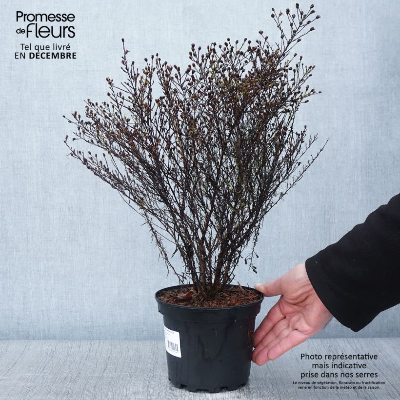 Aster pringlei Monte Cassino 2L/3L pot sample as delivered in autumn