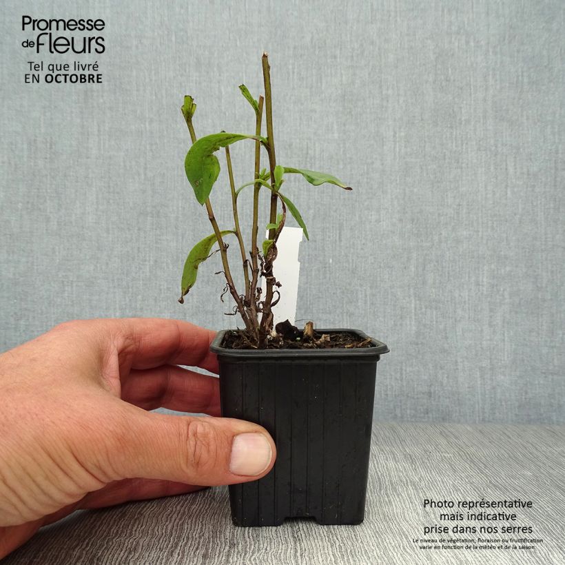 Aster pyrenaeus Lutetia 8/9 cm pot sample as delivered in autumn