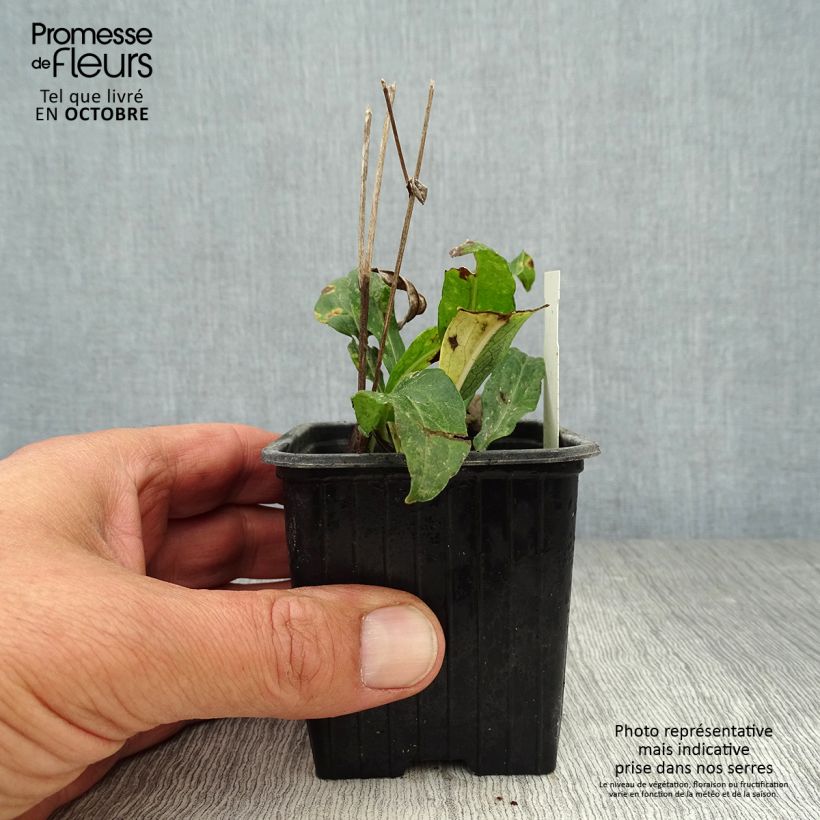 Aster rugulosus Asrugo 8/9 cm pot sample as delivered in autumn