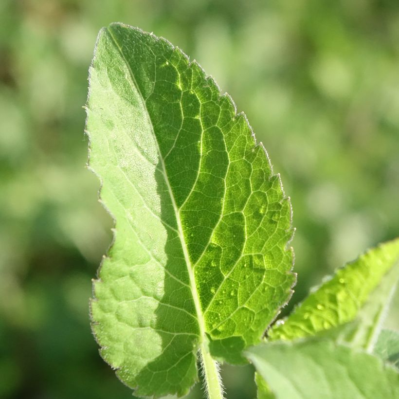 Eurybia schreberi - Schreber's aster (Foliage)