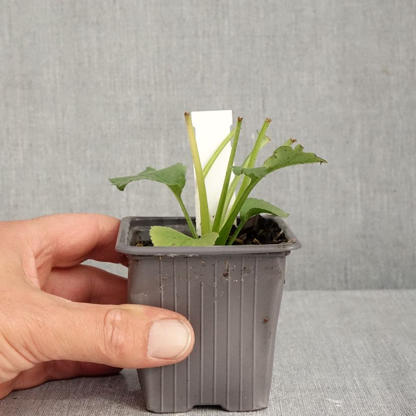 Eurybia schreberi - Schreber's aster 8/9 cm pot sample as delivered in autumn