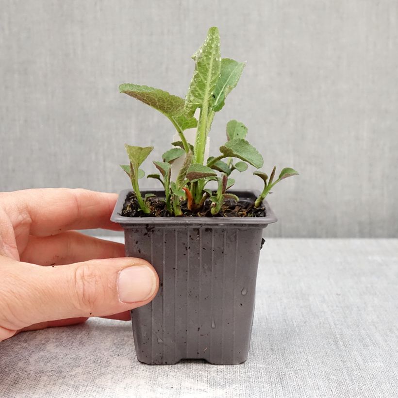 Eurybia schreberi - Schreber's aster 8/9 cm pot sample as delivered in spring
