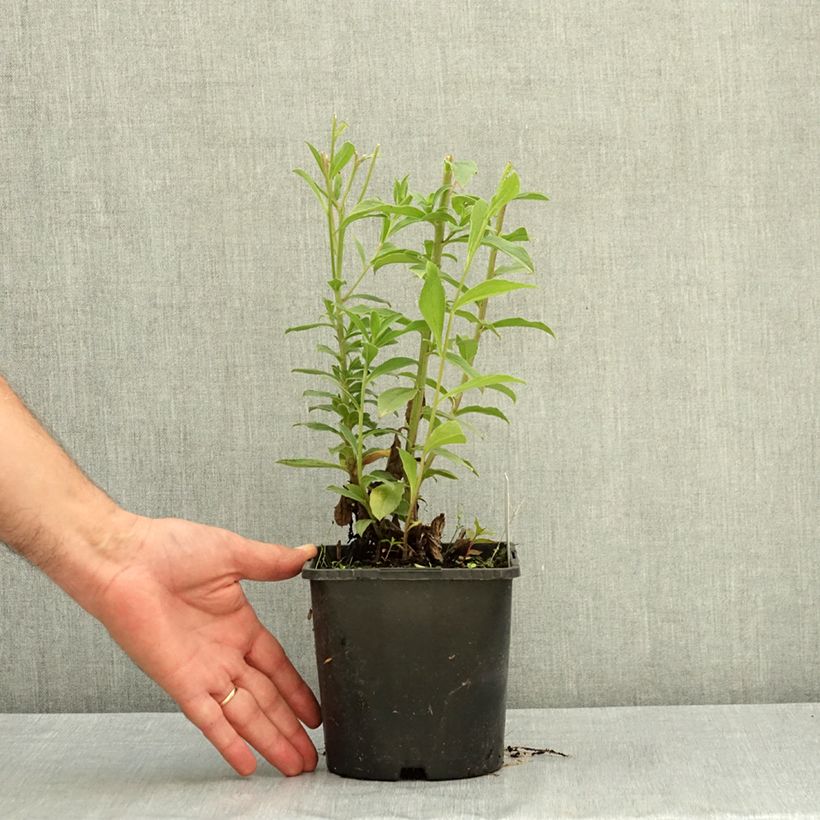Aster thomsonii - Aster d'été Pot de 1,5L/2L sample as delivered in summer