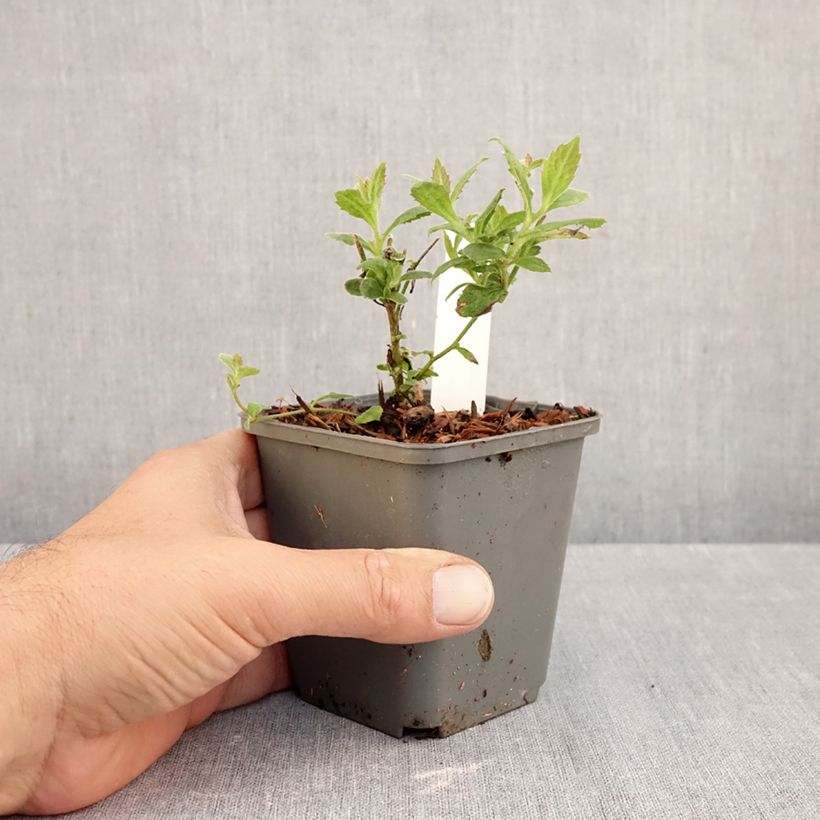 Aster thomsonii Nanus 8/9 cm pot sample as delivered in autumn