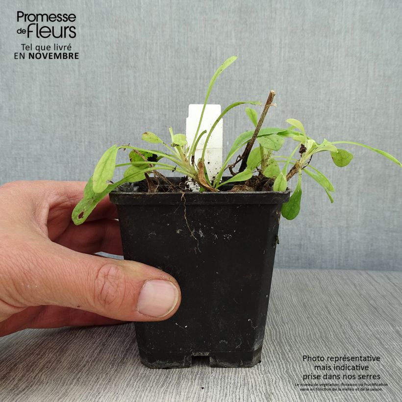 Aster tongolensis Wartburgstern 8/9 cm pot sample as delivered in autumn