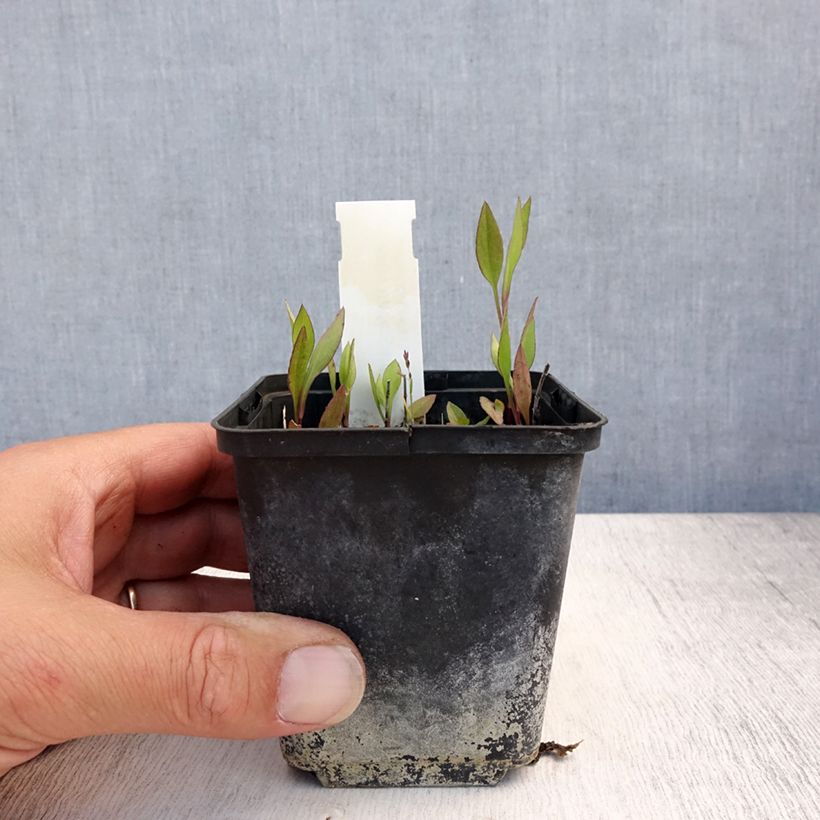 Aster tradescantii - Aster d'automne Godet de 8/9 cm sample as delivered in summer
