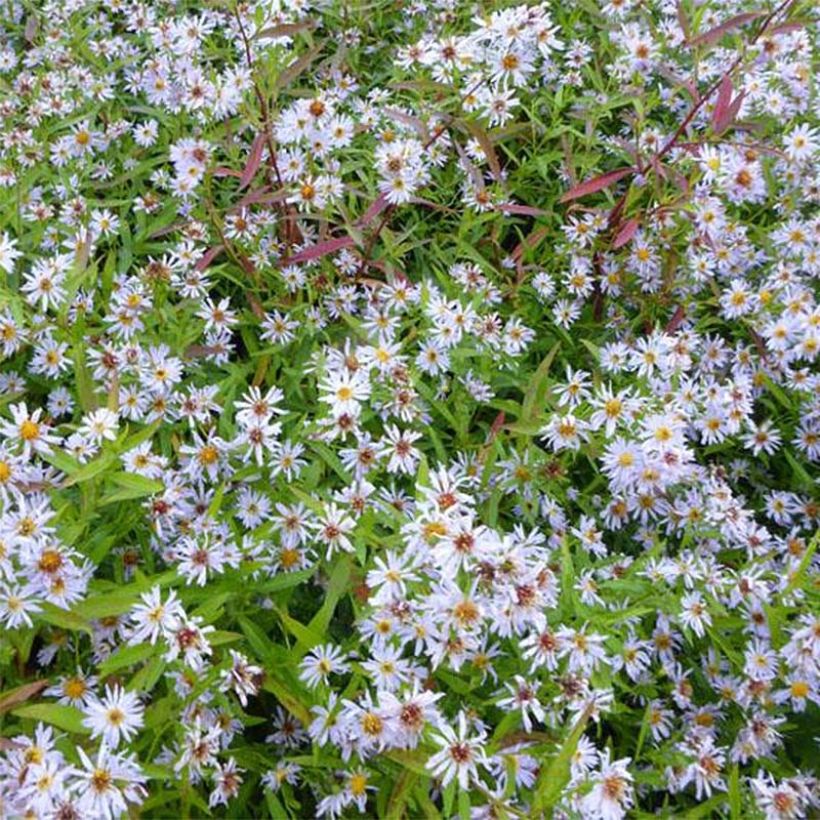 Aster versicolor Altweibersommer (Flowering)