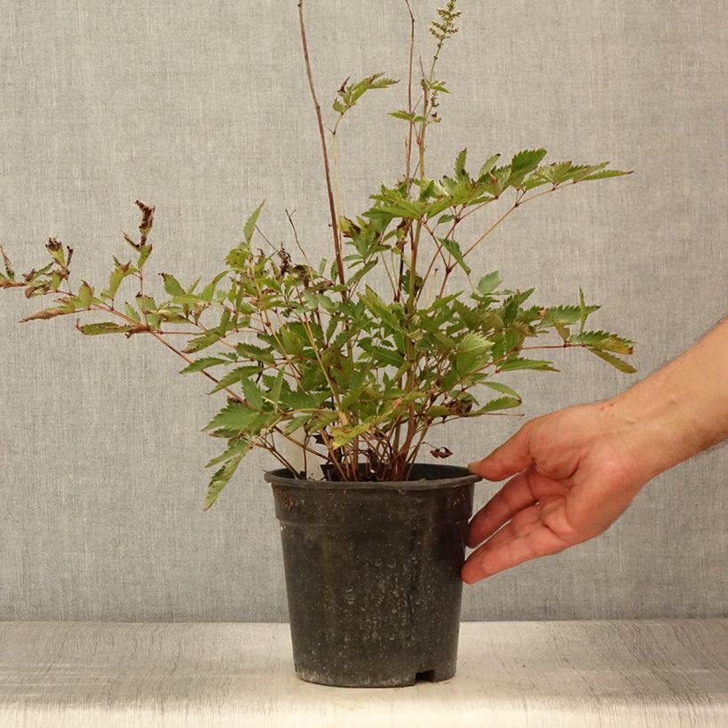Astilbe arendsii Cappuccino 2L/3L pot sample as delivered in summer