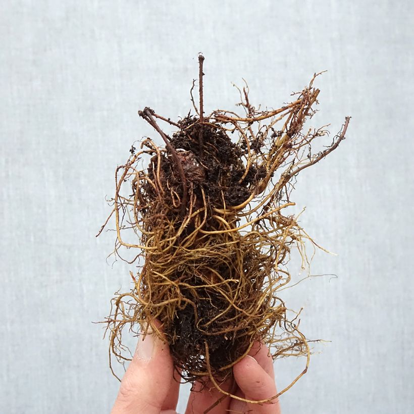 Astilbe arendsii Cappuccino Bare root sample as delivered in winter