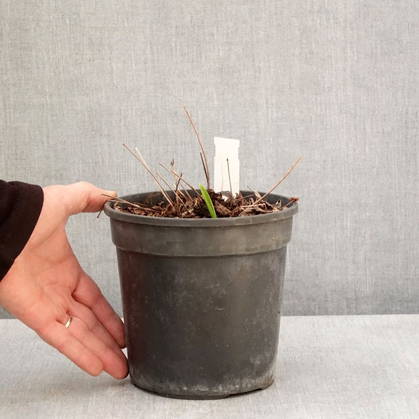 Astilbe Color Flash Lime 2L/3L pot sample as delivered in spring