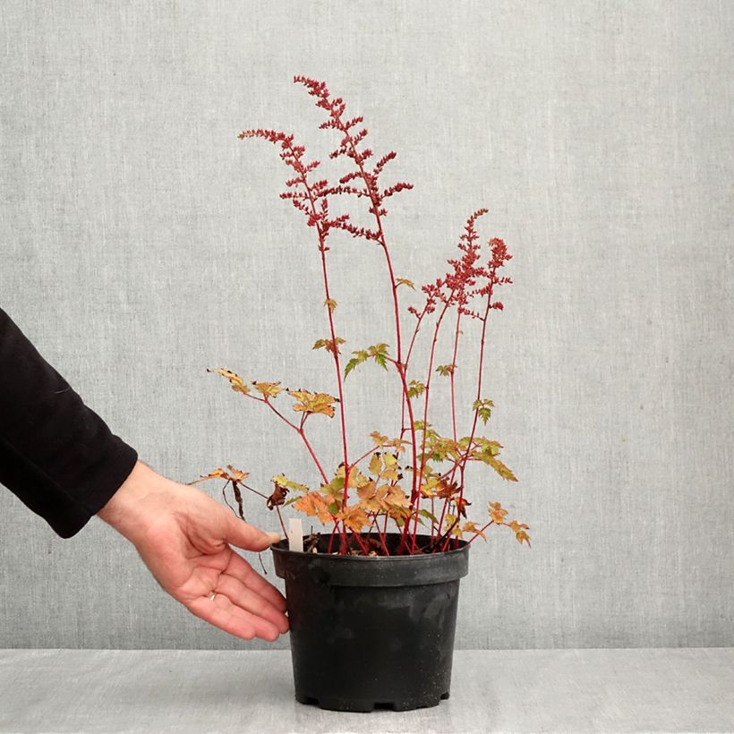 Astilbe Color Flash 2L/3L pot sample as delivered in autumn