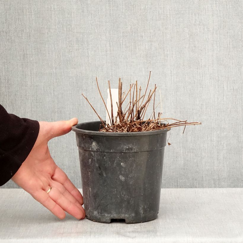 Astilbe Color Flash 2L/3L pot sample as delivered in spring