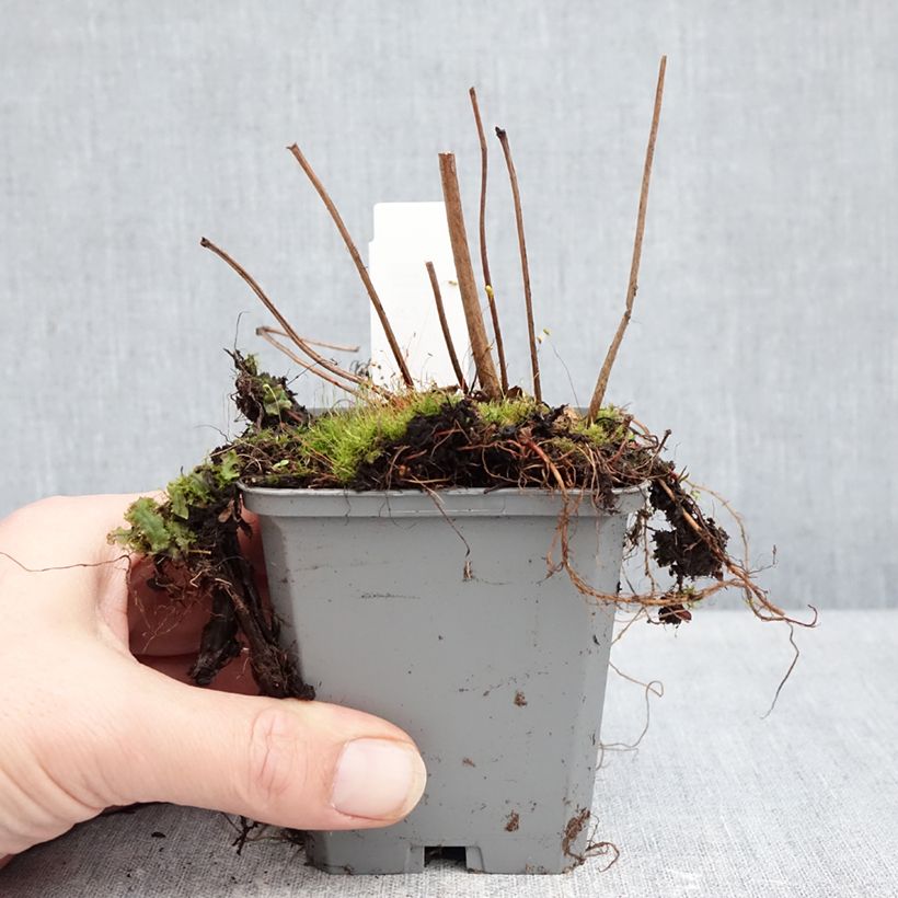 Astilbe arendsii Ellie 8/9 cm pot sample as delivered in winter