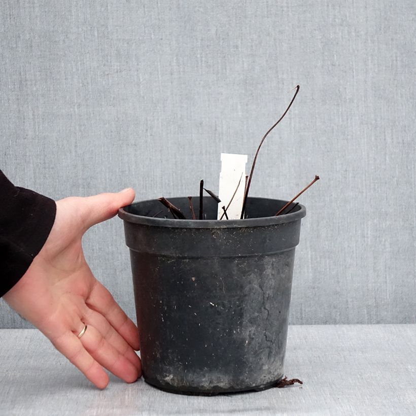 Astilbe arendsii Ellie 2L/3L pot sample as delivered in winter