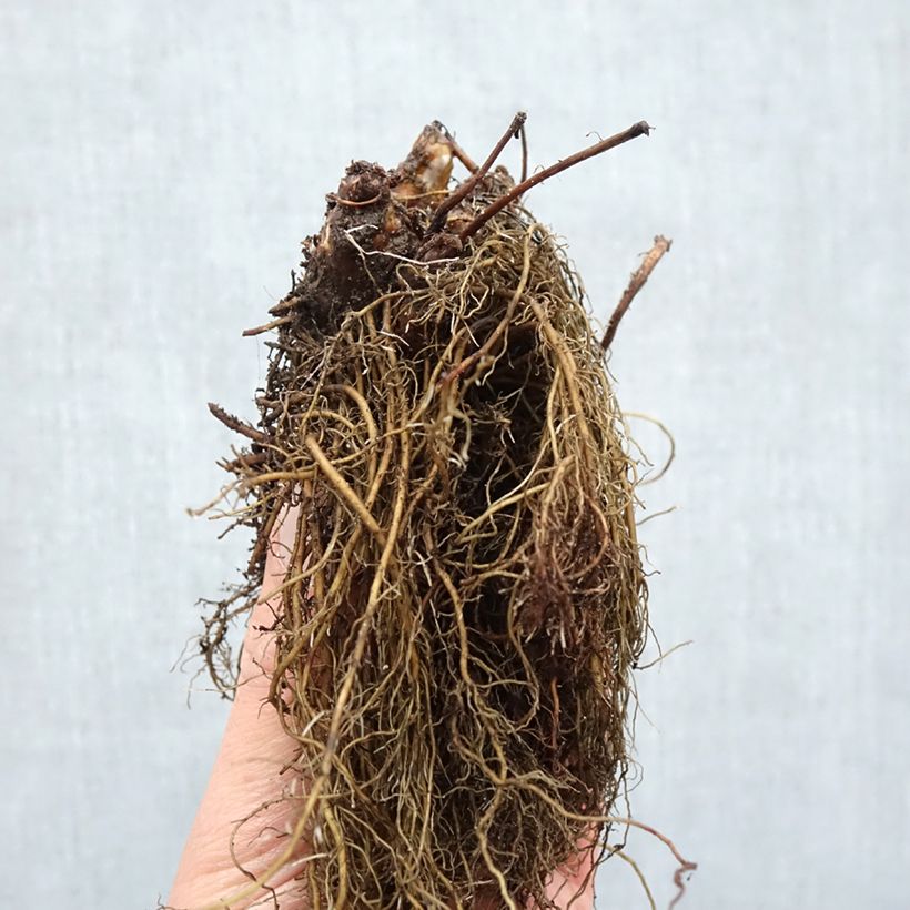 Astilbe arendsii Ellie Bare root sample as delivered in winter