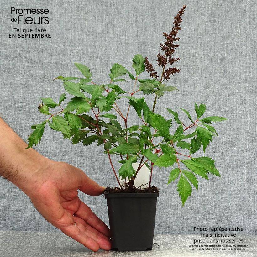 Astilbe Fanal 7/8 cm pot sample as delivered in autumn