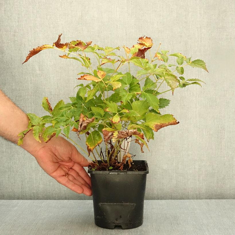 Astilbe arendsii Fanal 2L/3L pot sample as delivered in autumn