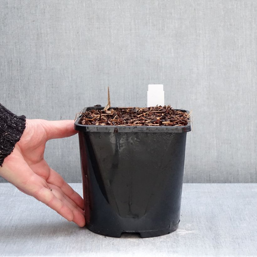 Astilbe Fanal 2L/3L pot sample as delivered in winter