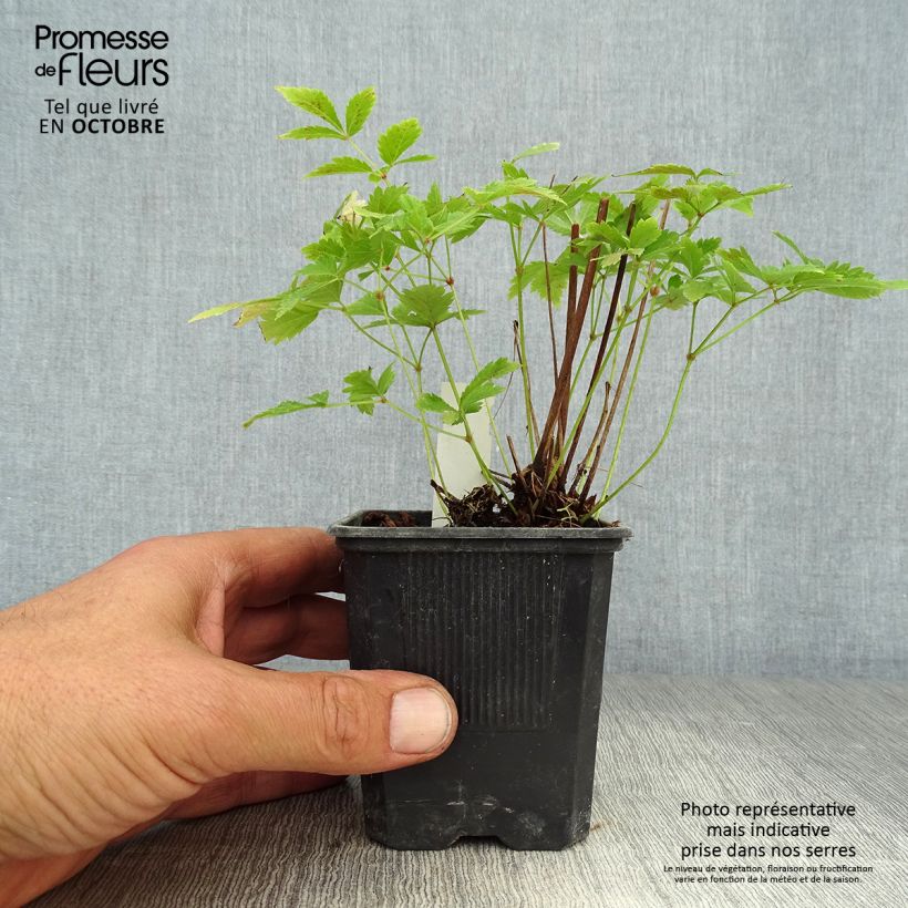 Astilbe arendsii Hyazinth 8/9 cm pot sample as delivered in autumn