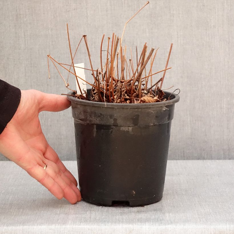 Astilbe arendsii Moccachino 2L/3L pot sample as delivered in winter