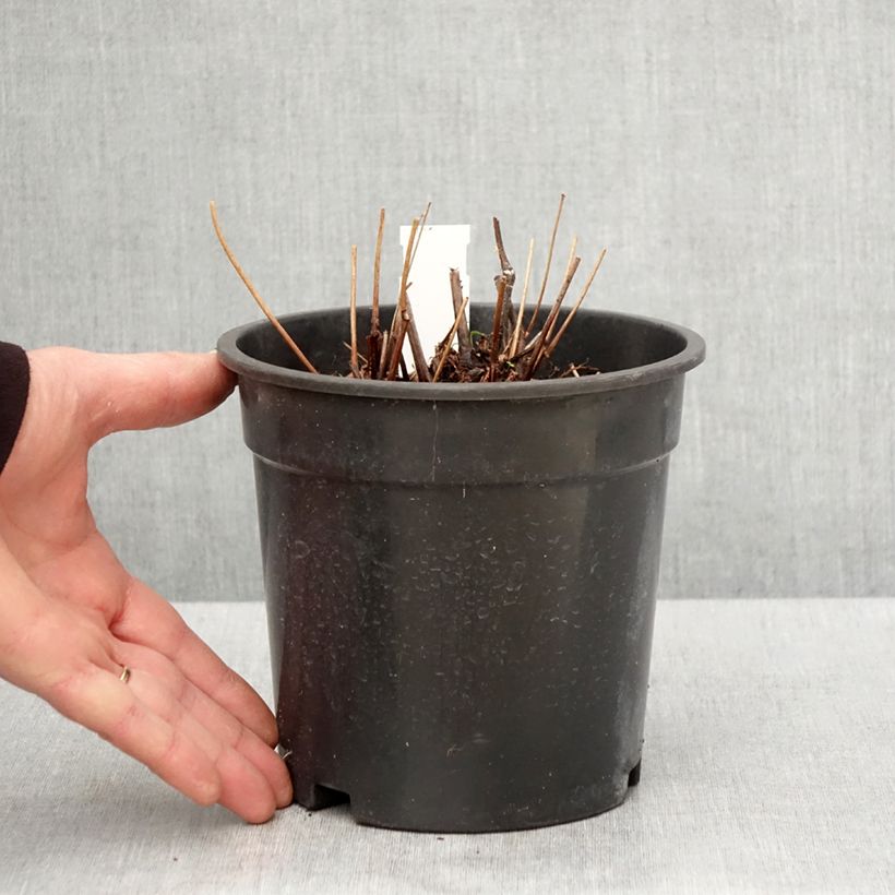 Astilbe arendsii Moccachino 2L/3L pot sample as delivered in spring