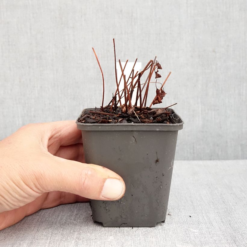 Astilbe arendsii Spinell 8/9 cm pot sample as delivered in autumn