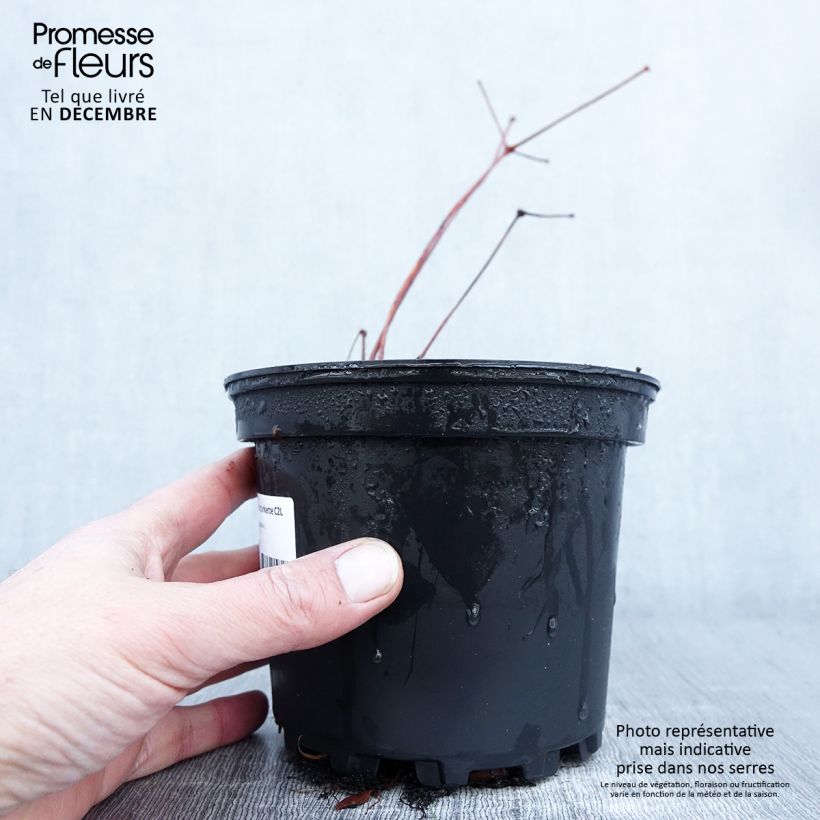 Astilbe chinensis Purpurkerze 2L/3L pot sample as delivered in autumn
