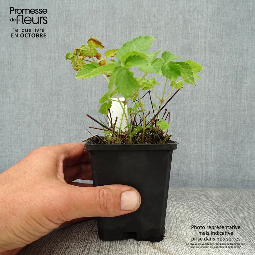 Astilbe chinensis Purpurkerze 8/9 cm pot sample as delivered in autumn