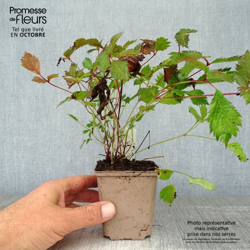 Astilbe chinensis 'Veronica Klose' 8/9 cm pot sample as delivered in autumn